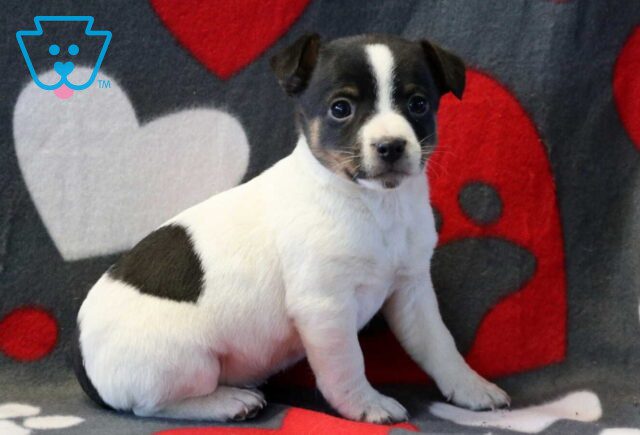 Panther Jack Russell2 image