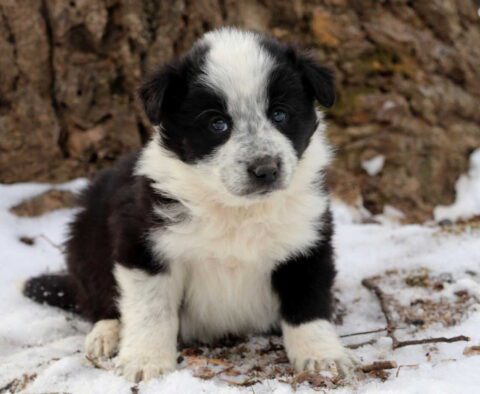 Pete Border Collie