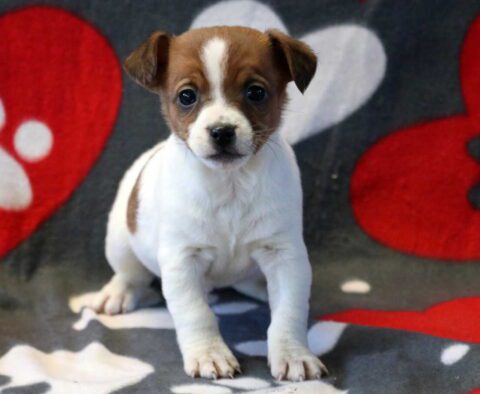 Pork Jack Russell