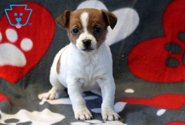 Pork Jack Russell image