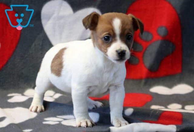 Pork Jack Russell2 image