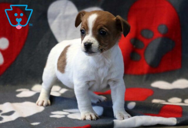 Pork Jack Russell3 image