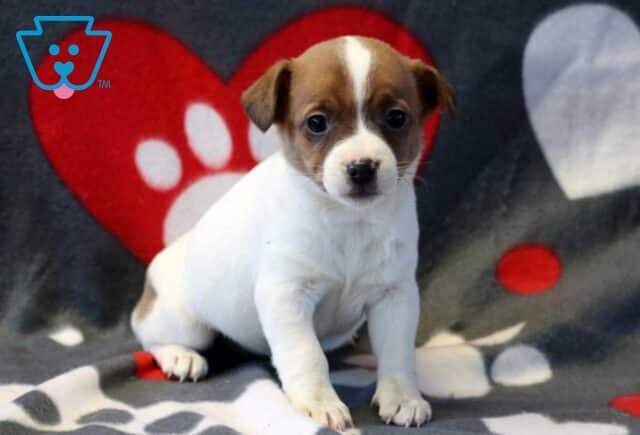 Porsha Jack Russell image