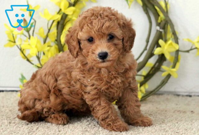 Princess Poodle Mix image