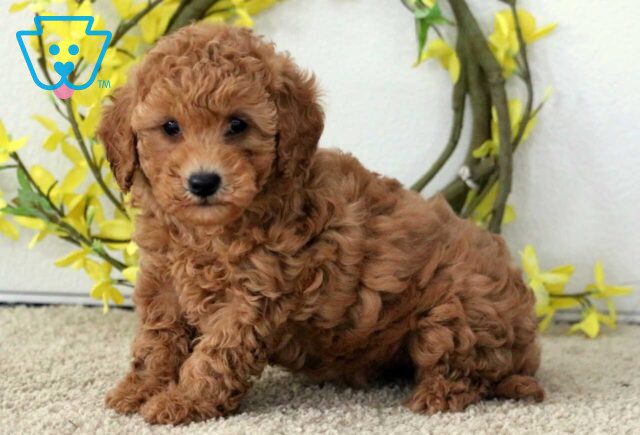 Princess Poodle Mix2 image