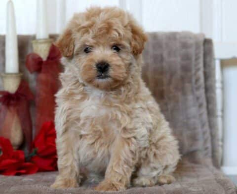 Pudge Maltipoo