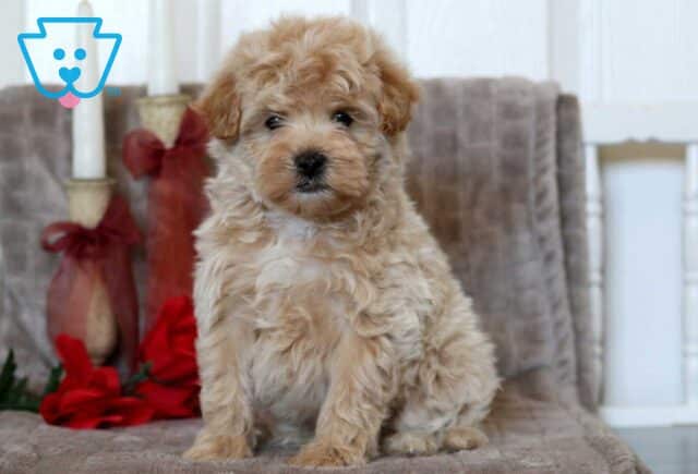 Pudge Maltipoo image