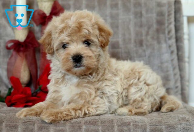 Pudge Maltipoo2 image