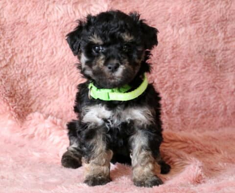 Rainy Maltipoo