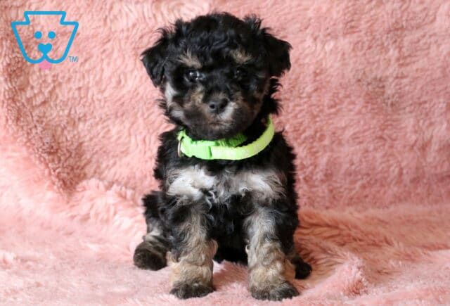 Rainy Maltipoo image