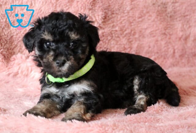 Rainy Maltipoo2 image