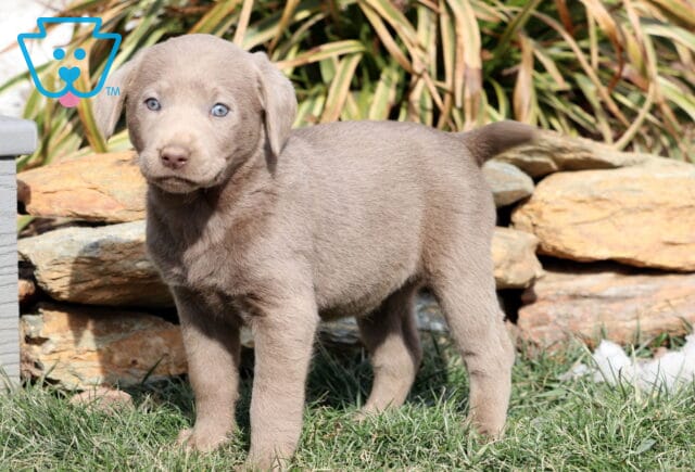 Rainy Silver Lab image