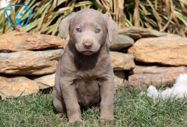 Rainy Silver Lab2 image