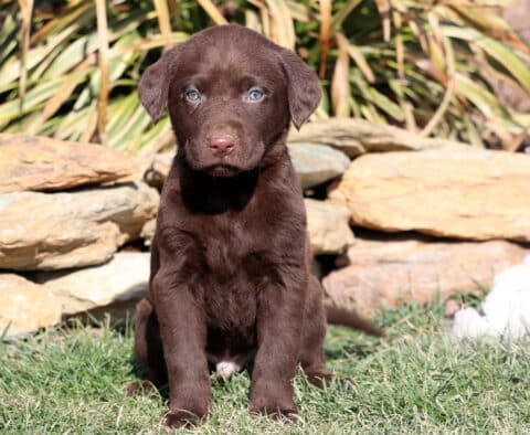 Raz Choc Lab2