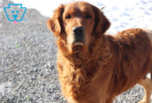 Rena Golden Retriever Melvin Glick image