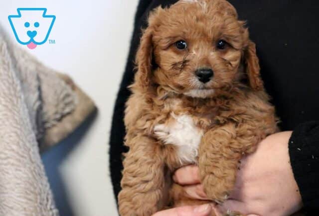 Rex Poodle Mix image