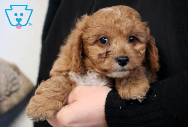 Rex Poodle Mix2 image