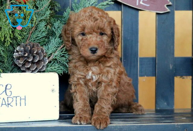 Ricki Mini Goldendoodle image