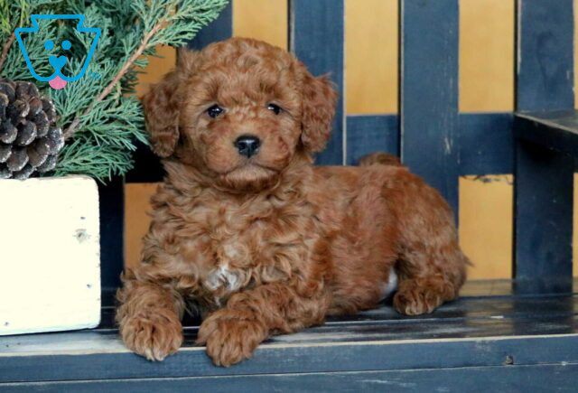 Ricki Mini Goldendoodle2 image