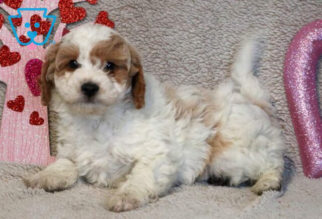 Ringo Poodle Mix image