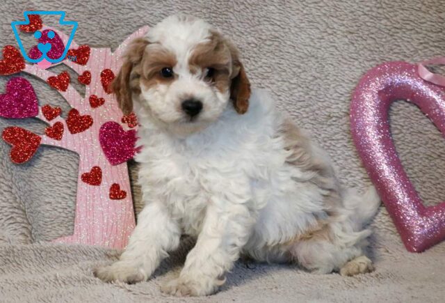 Ringo Poodle Mix2 image