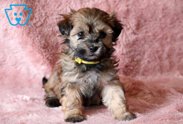 Rosie Maltipoo image