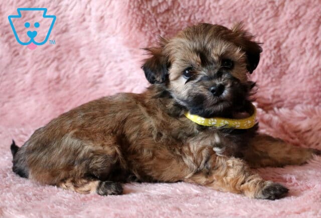 Rosie Maltipoo2 image