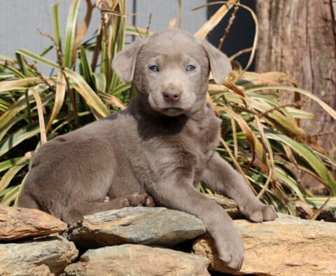 Rosie Silver Lab2