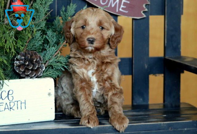 Roxy Mini GOldendoodle image