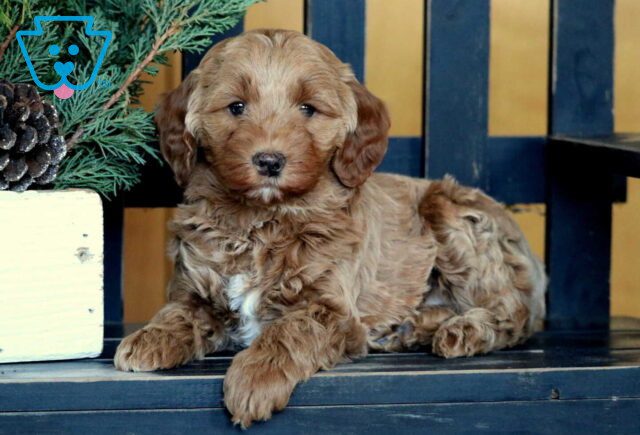 Roxy Mini GOldendoodle2 image