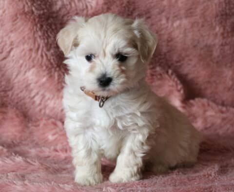 Royce Maltipoo