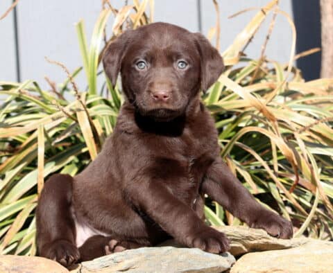 Ruby Choc Lab2