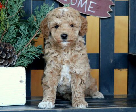 Ryan Mini Goldendoodle