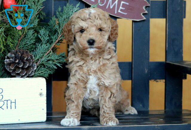 Ryan Mini Goldendoodle image