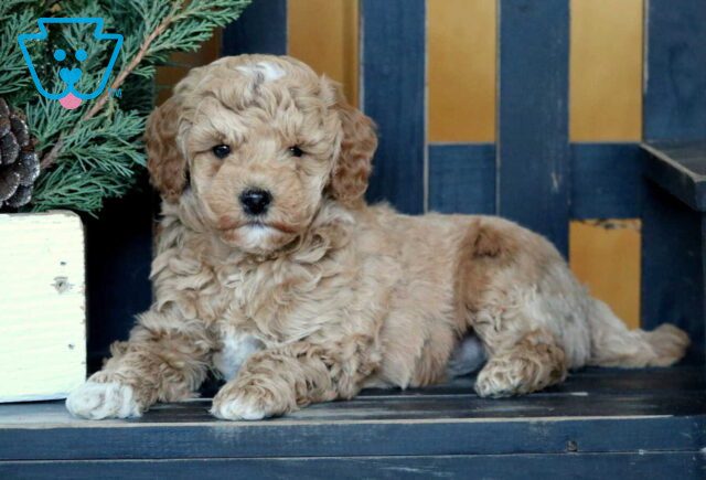 Ryan Mini Goldendoodle2 image