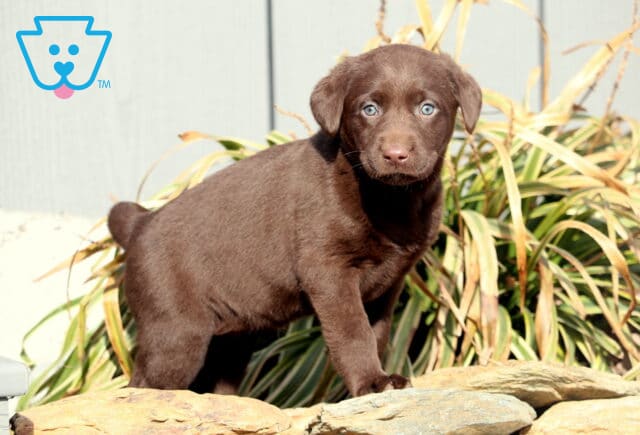 Rylie Choc Lab2 image