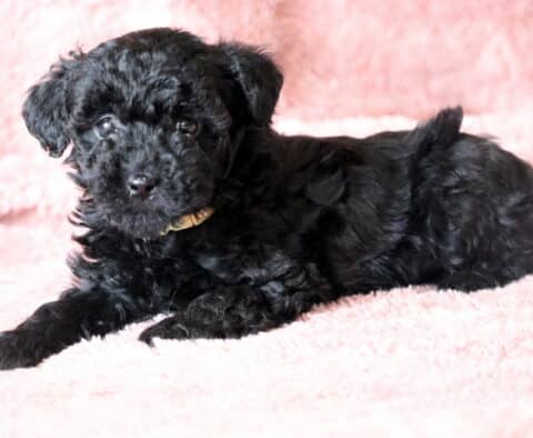 Rylie Maltipoo