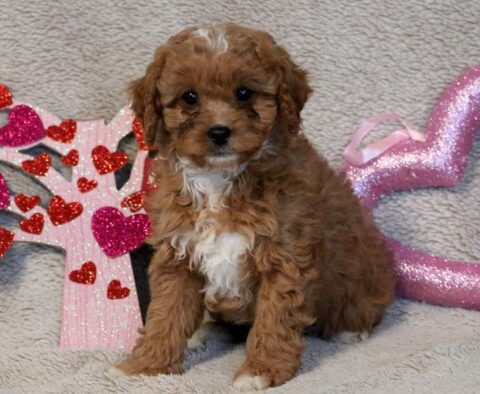 Rylie Poodle Mix
