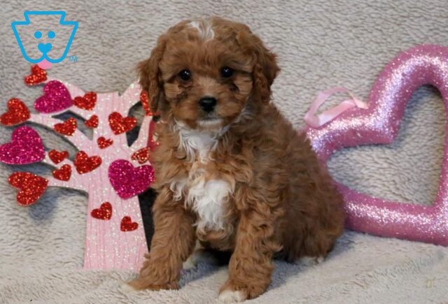 Rylie Poodle Mix image