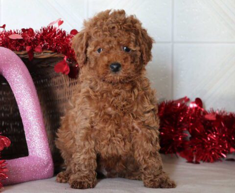Sam Mini Goldendoodle