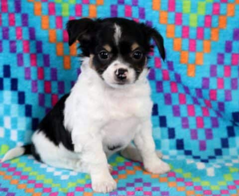 Sid Chihuahua