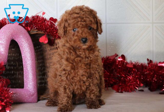 Slugger Mini Goldendoodle image