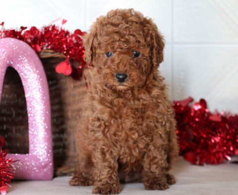 Slugger Mini Goldendoodle2