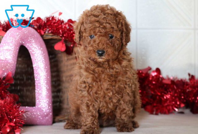 Slugger Mini Goldendoodle2 image