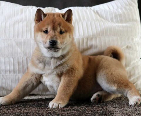 Sniffles Shiba Inu2