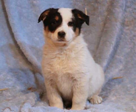 Sonny Border Collie Mix2