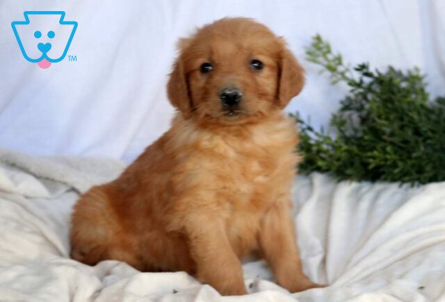 Sonny Golden Retriever image