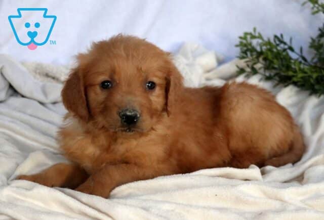 Sonny Golden Retriever2 image