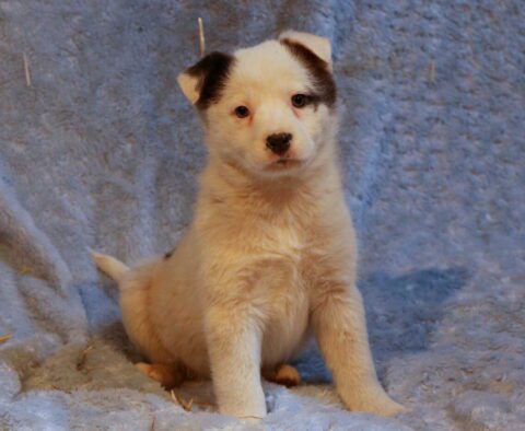 Sophie Border Collie Mix