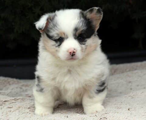 Sophie Corgi